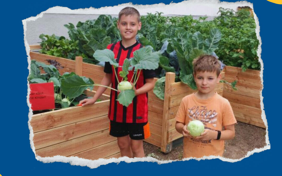 Harvest in the school garden